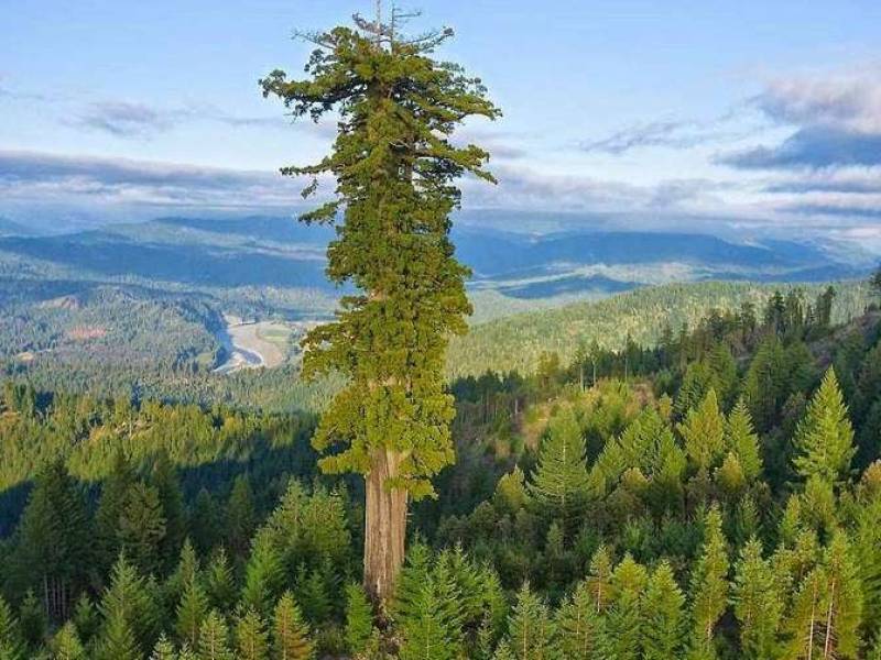 Najwyższe drzewa świata